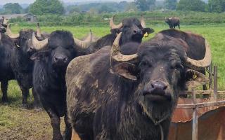 Somerset Women in Dairy visit West Country Water Buffalo.