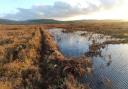 Somerset to benefit from £16m fund to restore peatlands