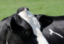 Case of 'mad cow disease' found on Somerset farm