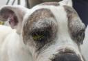 Bella who had to be put to sleep due to her poor condition. Picture: RSPCA