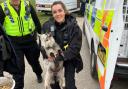 Police in South Somerset reunited two stolen goats with their owners