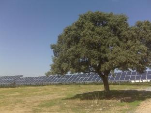 A SOLAR farm planned for Ilminster could look like this Spanish equivalent. PHOTO: Submitted.