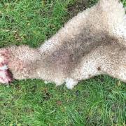 AWFUL SCENE: The remains of the pregnant ewe