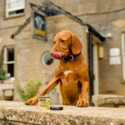 TREAT: A dog enjoying an ice cream at the Prince of Wales at Ham Hill