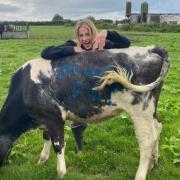 YAY: Lewis proposed to Emily using the cows on his family farm