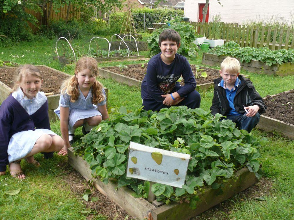 Showing guests around the garden at Greenfylde First School - including the strawberries they were growing wer Jaden, eight, Sophie, eight, Matt, eight, and Jake, nine.