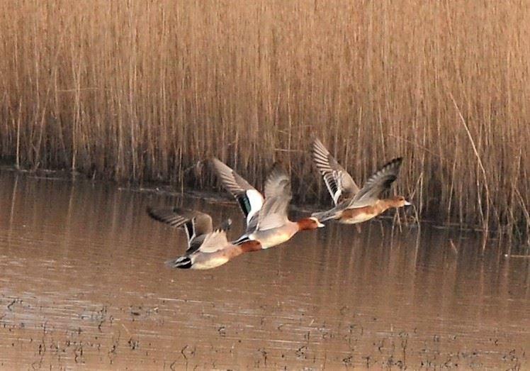 LIFT OFF: Ducks taking off at Ham Wall by Graham Cridland. PUBLISHED: April 5, 2017