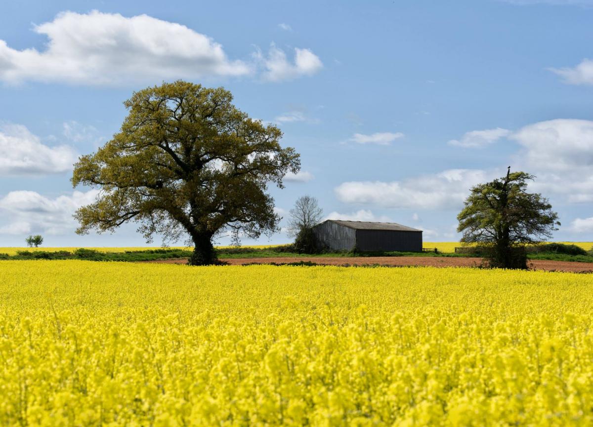 CROP: Rapeseed near Hinton St George by Nick Chant. PUBLISHED: April 19, 2017