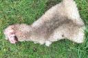 AWFUL SCENE: The remains of the pregnant ewe