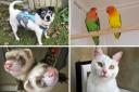 There are many animals at West Hatch looking for forever homes