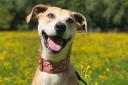 Amber, an eight-year-old lurcher, has “seen some of the less lovely side of life” and is looking for new owners.