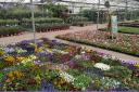 Plants Galore opened its fourth garden plant supermarket near Martock