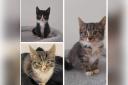 Ferne Animal Sanctuary is looking to rehome the cats