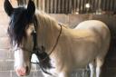 Dy the horse, which will now be rehomed following the attack. Picture: RSPCA