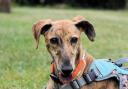 RESCUE: Lacie the lurcher cross was put up for rehoming this year after being found abandoned (Image: RSPCA)