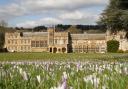 Crocuses at Forde Abbey
