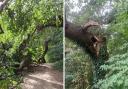 The tree fell on Sunday, August 28, and will be visited by a tree surgeon. Picture: Ilminster Town Council