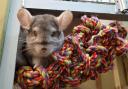 Chinto in Ferne Animal Sanctuary's existing chinchilla house.