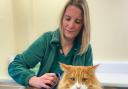 Head veterinary nurse Becky Wood checks Leo for a microchip