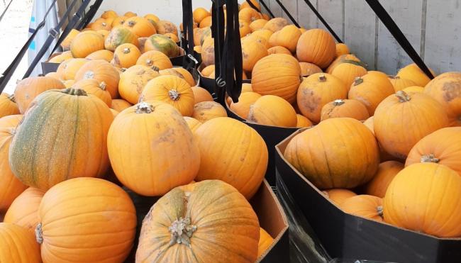 PLENTY OF PUMPKINS: A consignment of pumpkins redy for Hallowe'en
