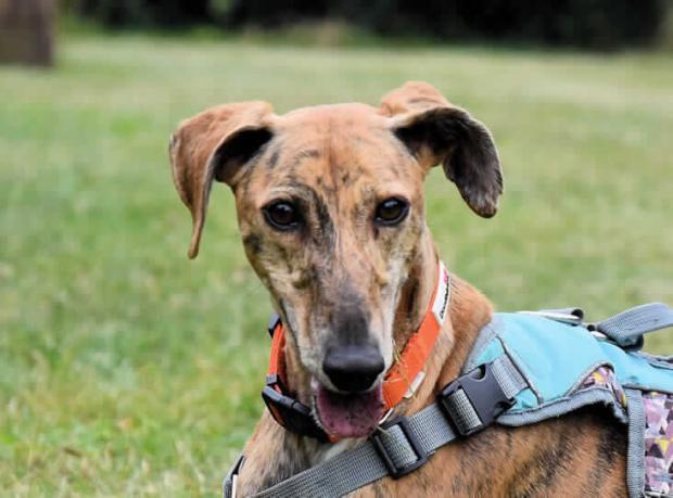 RESCUE: Lacie the lurcher cross was put up for rehoming this year after being found abandoned (Image: RSPCA)