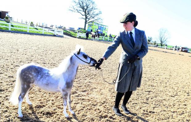 Chard & Ilminster News: Jessica Downham and Arctic Moon at the Chard Equestrian Centre for the show. Pictures: Steve Richardson