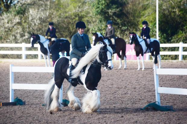 Chard & Ilminster News: Horses and ponies on display at the event.