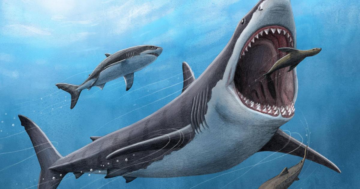 Megalodon body temperature 'was about 7C warmer than surrounding water' - Vimarsana News