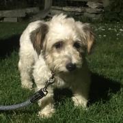 TERRIFIED: Tilly, who was left tied to a post