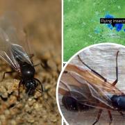 When is Flying Ant Day in the UK in 2022? And what is it? All you need to know