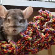 Chinto in Ferne Animal Sanctuary's existing chinchilla house.