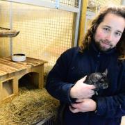 Gabriel Tipney from the animal care team with Dusty the Chinchilla at Ferne Animal Sanctuary.