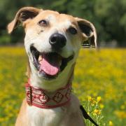 Amber, an eight-year-old lurcher, has “seen some of the less lovely side of life” and is looking for new owners.