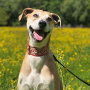 Amber is a fun dig at Ferne Animal Sanctuary who is up for adoption.