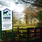 Ferne Animal Sanctuary will host its Pet's Got Talent competition to raise funds and celebrate National Pet Month