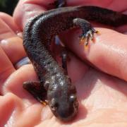 The Great Crested Newts, occasionally referred to as “cresties”, can be found at Tintinhull Garden
