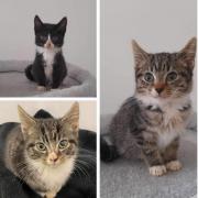 Ferne Animal Sanctuary is looking to rehome the cats