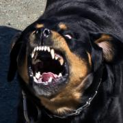 Archive image of a Rottweiler