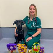 Top tips to help keep pets safe from toxic treats this Easter