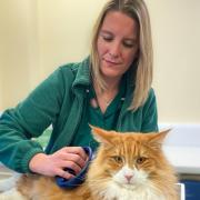 Head veterinary nurse Becky Wood checks Leo for a microchip
