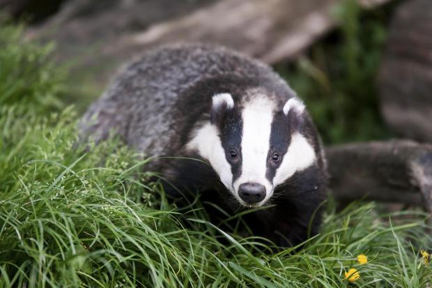 Wessex Badger Guardians find six badger traps in West Coker and Closworth in South Somerset