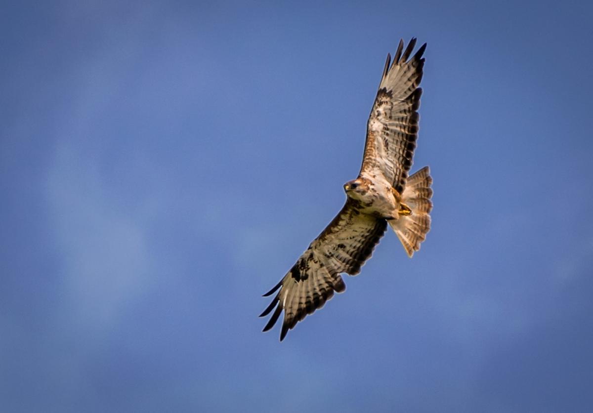 A buzzard circling over the Blackdowns by Angela Heed. PUBLISHED: March 29, 2017