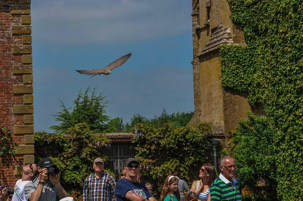 MIND YOUR HEADS: A bird of prey display at Barrington Court by Robert Keith Guildford. PUBLISHED: April 5, 2017