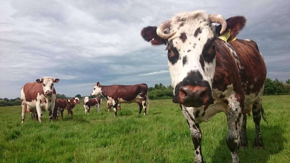 Cows at West Lyng by Stephen Hembery. PUBLISHED: April 12, 2017